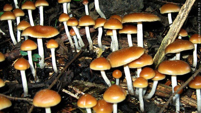 mushrooms, psilocybin, antidepression