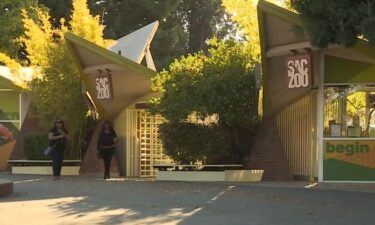 Health officials say several skunks have tested positive for rabies after a Sacramento Zoo visitor was bitten by one this week.