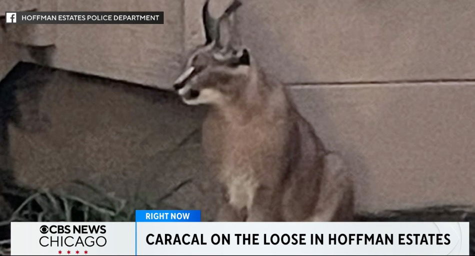 <i>Hoffman Estates Police Department via CNN Newsource</i><br/>A caracal is something you might expect to see on a safari in central or southern Africa