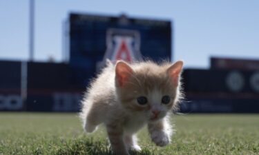 Two Wildcats from the University of Arizona found two wild cats at Hi Corbett Field