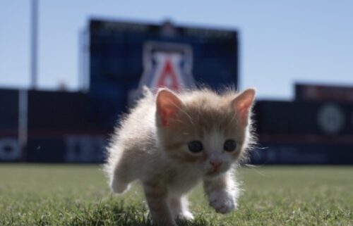 Two Wildcats from the University of Arizona found two wild cats at Hi Corbett Field