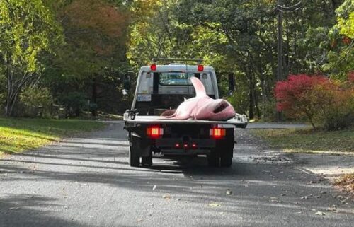 Police on Cape Cod had to call in a tow truck to haul away a massive shark that had washed ashore a Massachusetts beach.