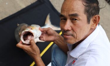 One of two giant salmon carp individuals was caught by fishermen in Cambodia in 2023.