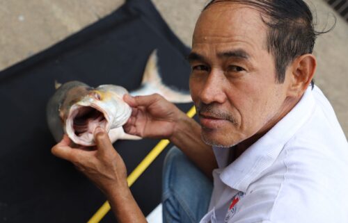 One of two giant salmon carp individuals was caught by fishermen in Cambodia in 2023.