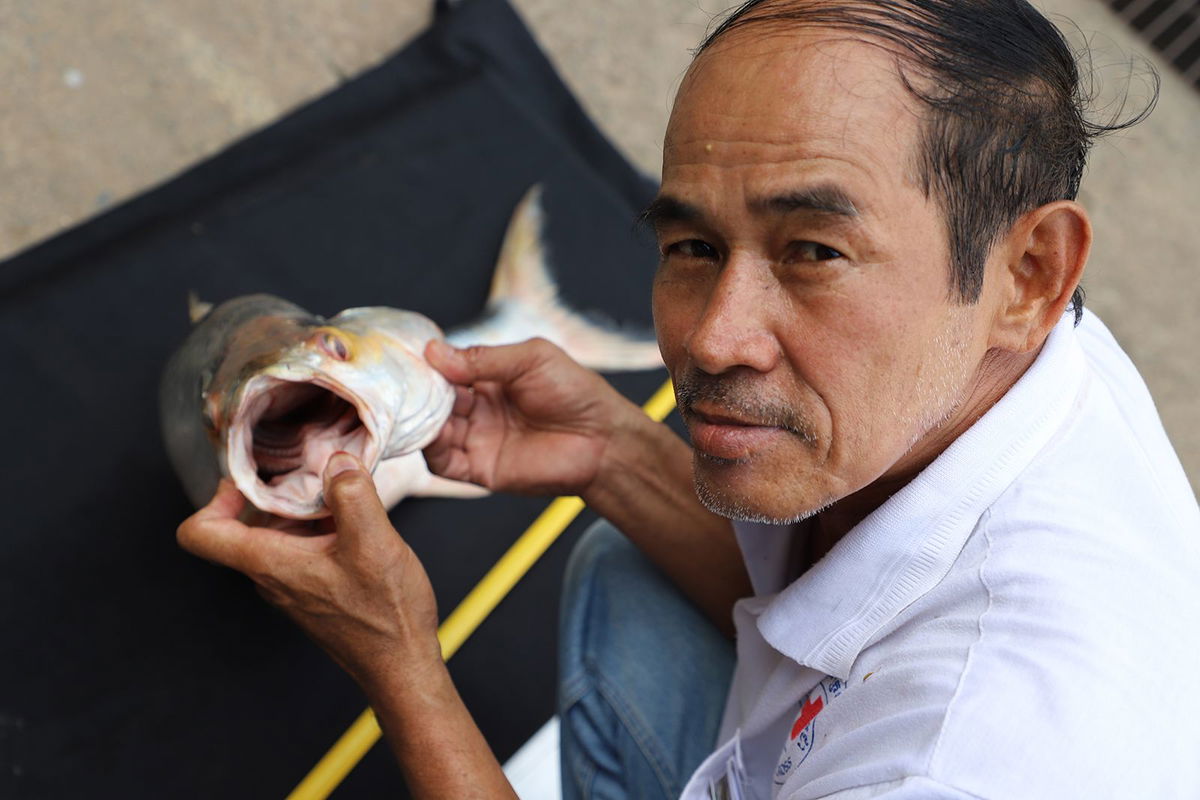 <i>Chhut Chheana/Wonders of the Mekong via CNN Newsource</i><br/>One of two giant salmon carp individuals was caught by fishermen in Cambodia in 2023.