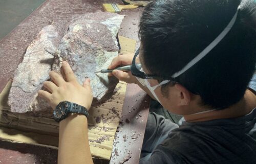 An expert from the Institute of Vertebrate Paleontology and Paleoanthropology of the Chinese Academy of Sciences cleans and prepares a rock containing dinosaur bone fossil