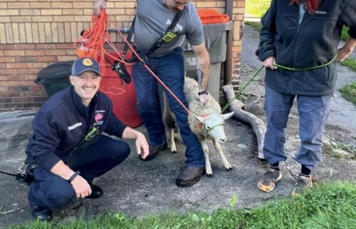 The City of Beaver Falls requested assistance for a runaway sheep that led officials on a six-block chase.