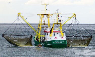 dungeness crab, crab, crab season