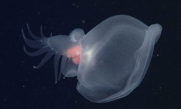 mystery mullosc, MBARI, monterey bay