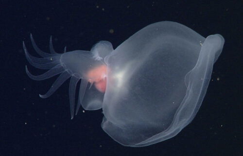 mystery mullosc, MBARI, monterey bay