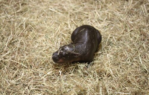 Haggis the pygmy hippo was born at Edinburgh Zoo on October 30.