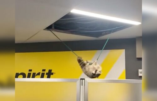 Mission impossible? Not for this daring raccoon spotted swinging at New York's LaGuardia airport.