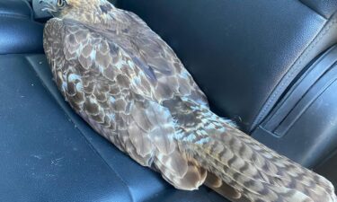 rescued hawk, CHP monterey