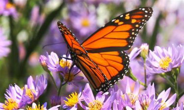 monarch butterflies