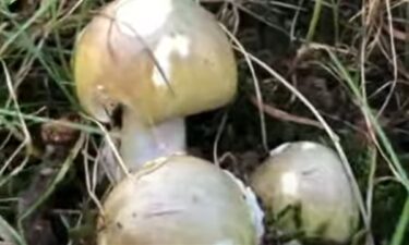 deathcap mushrooms, salinas valley health