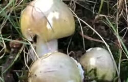 deathcap mushrooms, salinas valley health