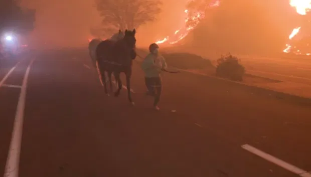 An Eaton Canyon resident leading horses by hand in the midst of evacuation orders caused by the Eaton Fire.