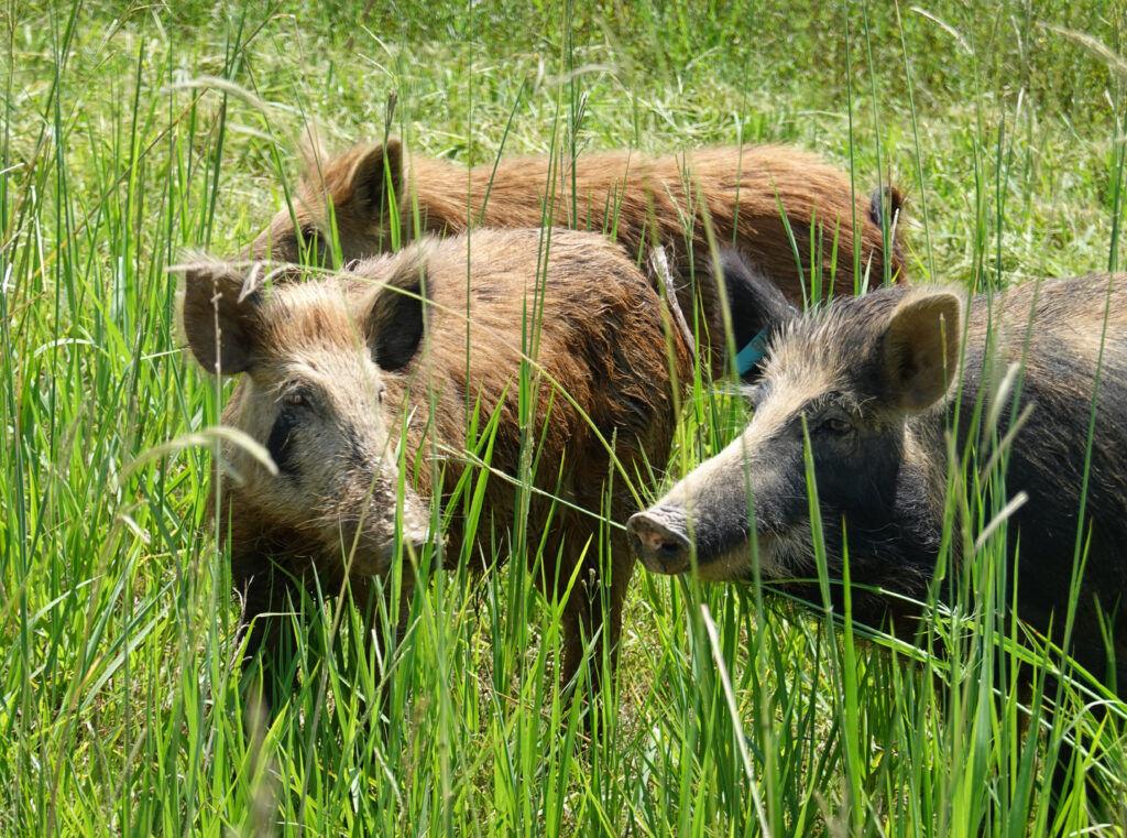 <i>KTBS via CNN Newsource</i><br/>Feral hogs cause an average of $76 million in agriculture damage to the lands of Louisiana every year.