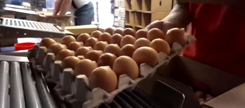 <i>WAPT via CNN Newsource</i><br/>The bird flu outbreak led to the slaughter of more than 13 million hens since December. That’s left fewer chickens to lay eggs