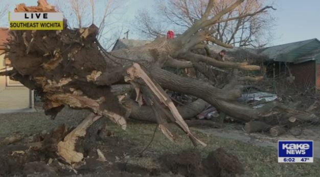 Man wakes to find massive tree crushed his cars after powerful winds ...