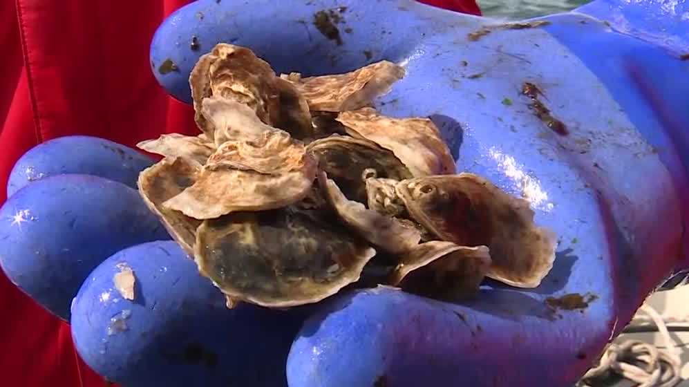 <i>WMTW via CNN Newsource</i><br/>Sen. Susan Collins says she is working to restore the Maine Sea Grant after the federal government announced it would no longer fund the program.