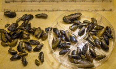 Invasive golden mussels are viewed at California Department of Water Resources labs in West Sacramento