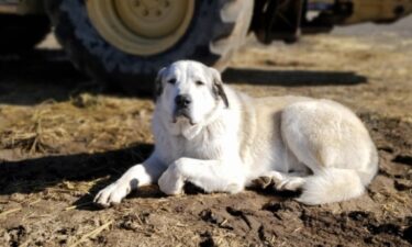 A 2-year-old boy from Seligman