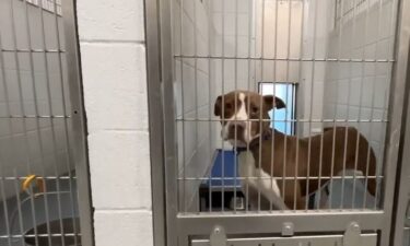 The Mount Pleasant City Council has four city animal ordinances under review to help combat its stray population.