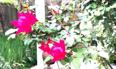 Both Knockout and Drift roses have become favorites in both residential and commercials landscapes due to their low maintenance and impressive blooming cycles.