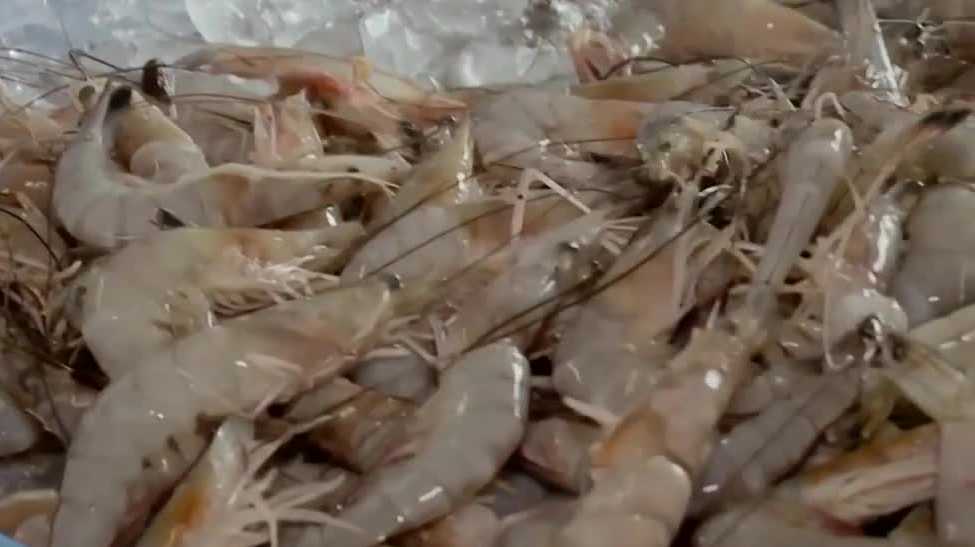 <i>WDSU via CNN Newsource</i><br/>Shrimpers said President Donald Trump's new tariffs on shrimp-supplying countries are a good catch for their business.