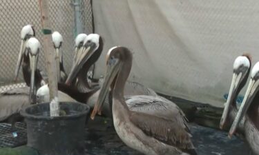 Wildlife officials are seeking help covering the massive amount of resources necessary to care for more than 600 patients being cared for in Orange County