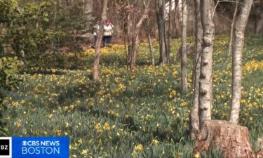 The daffodil field at Parsons Reserve in Dartmouth