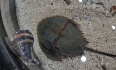 Horseshoe crabs have been around for millions of years