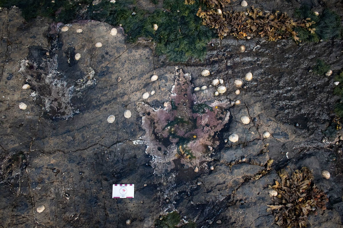 <i>Tone Blakesley/Scott Reid via CNN Newsource</i><br/>Herbivorous sauropods and carnivorous megalosaurs would have moved around the same lagoon.