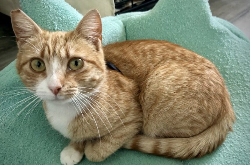 KION Pet of the Week: Meet Creampuff!