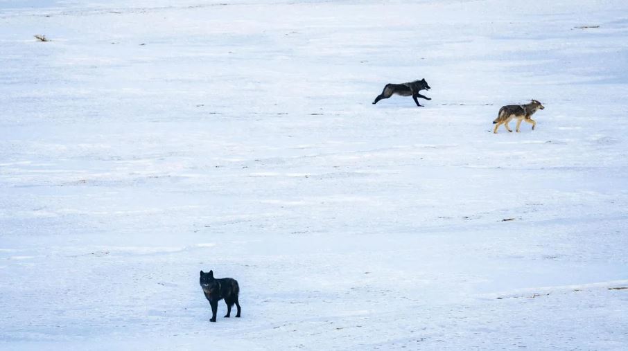 <i>CPW/KCNC via CNN Newsource</i><br/>File photo of a group of wolves in Colorado from Colorado Parks and Wildlife.