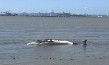 A rare juvenile minke whale that became stranded in an offshore mudflat in Emeryville on Tuesday had to be humanely euthanized.