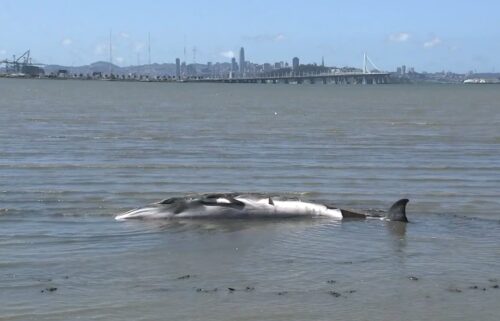 A rare juvenile minke whale that became stranded in an offshore mudflat in Emeryville on Tuesday had to be humanely euthanized.