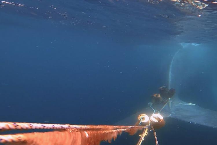 Underwater image of lines wrapped around the whale’s tail flukes.