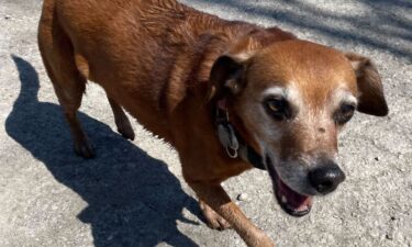 Rick Marino says his dog Jazzie has dug up and consumed meat multiple times at Bender Park. He's hoping to spread awareness and get the Department of Natural Resources to test the meat.