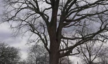 Some residents in Sterling Heights are hoping to save a centuries-old tree from being chopped down in favor of housing.