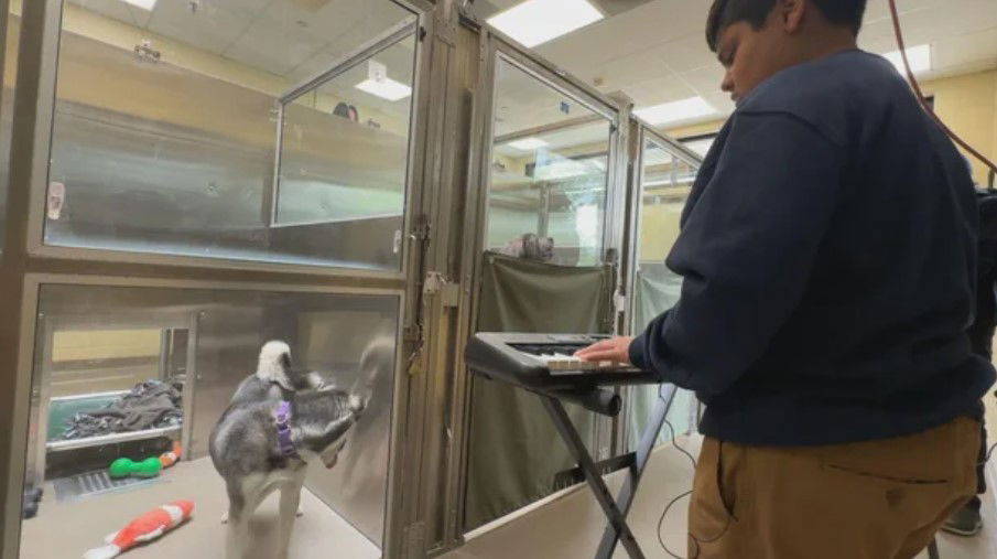 <i>KCNC via CNN Newsource</i><br/>The Denver Animal Shelter is using music to make pets waiting for adoption more comfortable and less stressed.