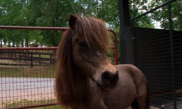 One of four mini horses recovering at a local rescue after Madisonrose Sprinkle signed away ownership of the horses and other animals