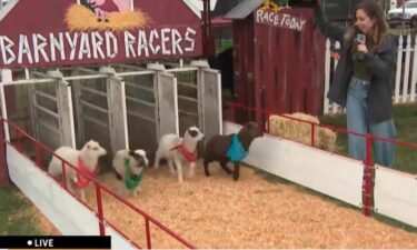 Barnyard Races A fan favorite
