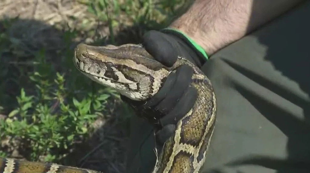 <i>WFOR via CNN Newsource</i><br/>Florida wildlife officials have unveiled the dates for the 2025 Florida Python Challenge