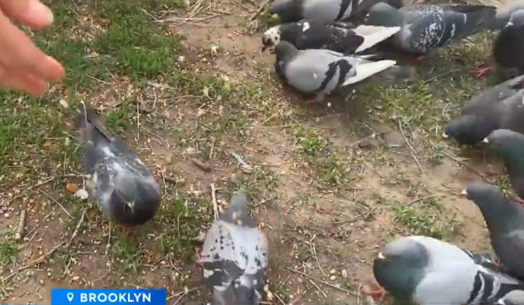 <i>WCBS via CNN Newsource</i><br/>In the heart of Bushwick