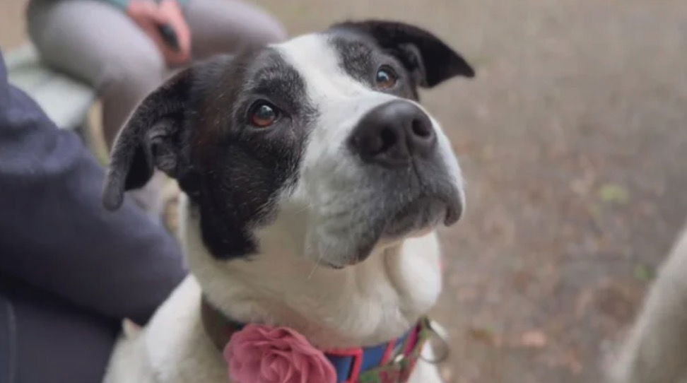 <i>WBZ via CNN Newsource</i><br/>A dog rescued from poor conditions in Wrentham is available for adoption at Baypath Humane Society.