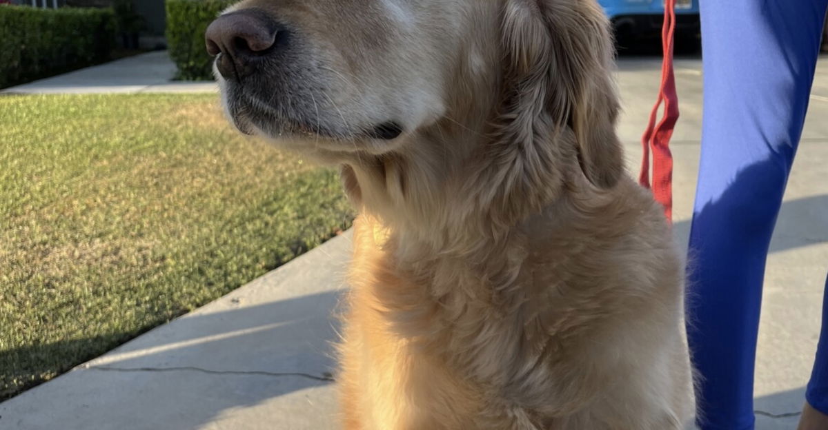 <i>Bakersfield Fire Department via CNN Newsource</i><br/>A southwest family is grieving the loss of their home but not their lives after their dog