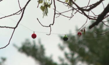 Fishing line caught in tree at Menotomy Rocks Park in Arlington