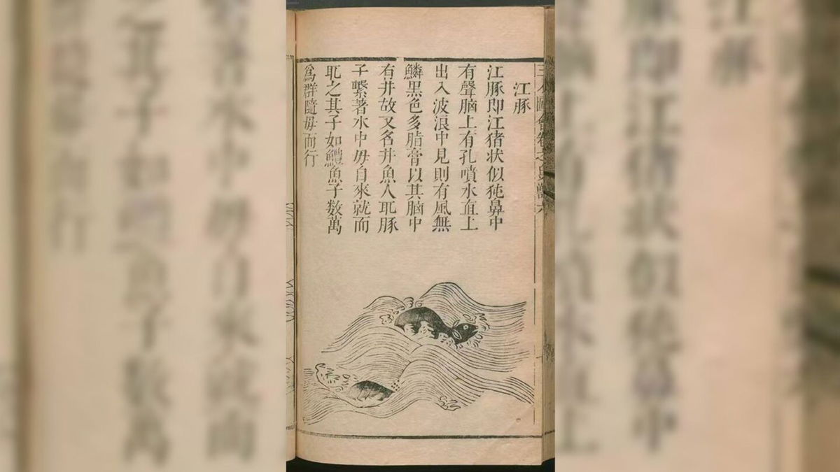 <i>Huigong Yu via CNN Newsource</i><br/>A Yangtze finless porpoise hunts in Poyang Lake in Jiangxi province. The critically endangered species lives only in the middle-lower Yangtze River basin